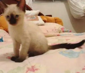 Gato raça Srd idade 2 a 6 meses nome Fêmea