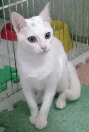 Gato raça SRD idade 7 a 11 meses nome Marrih