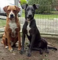 Cachorro raça SRD idade 1 ano nome Pretinha e Amarelo