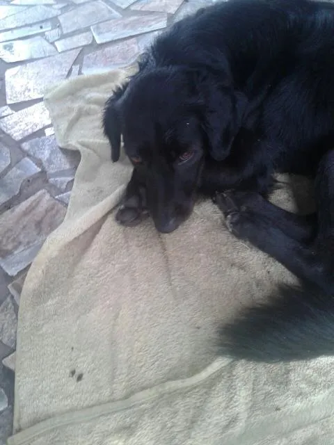 Cachorro ra a Nao sabemos  idade  nome Carinhoso 
