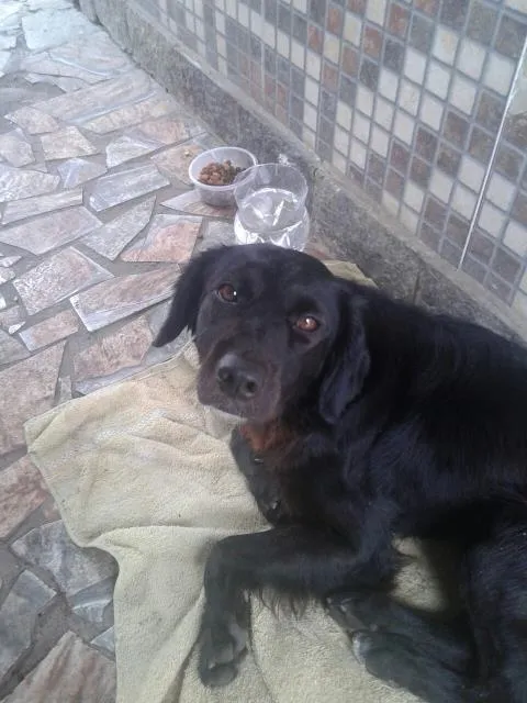 Cachorro ra a Nao sabemos  idade  nome Carinhoso 
