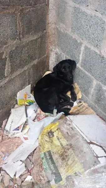Cachorro raça srd idade 7 a 11 meses nome Black