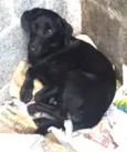 Cachorro raça srd idade 7 a 11 meses nome Black