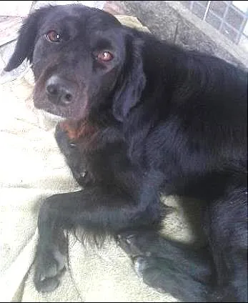 Cachorro ra a Nao sabemos  idade  nome Carinhoso 
