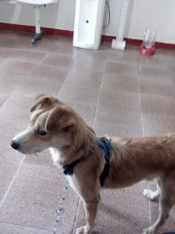 Cachorro ra a SRD idade 1 ano nome Halley