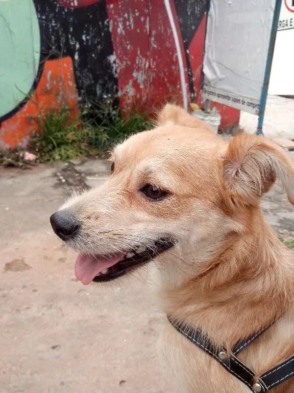 Cachorro ra a SRD idade 1 ano nome Halley