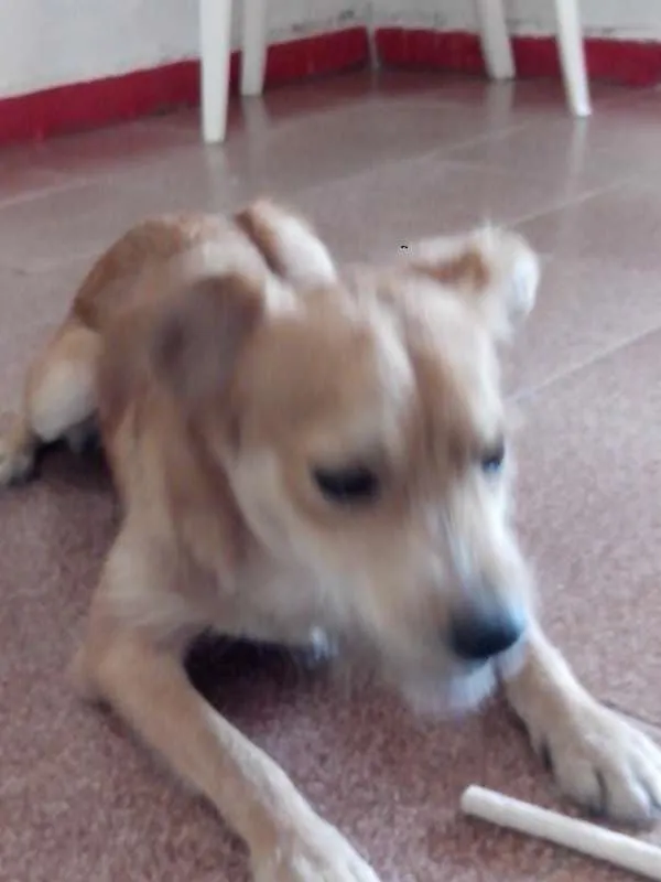 Cachorro ra a SRD idade 1 ano nome Halley