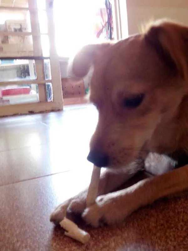 Cachorro ra a SRD idade 1 ano nome Halley