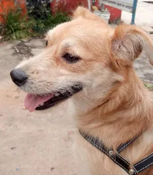 Cachorro raça SRD idade 1 ano nome Halley