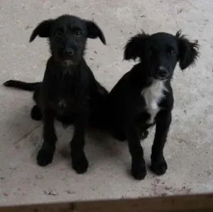 Cachorro raça  idade 2 a 6 meses nome pitukinha,mel,marley