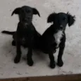 pitukinha,mel,marley