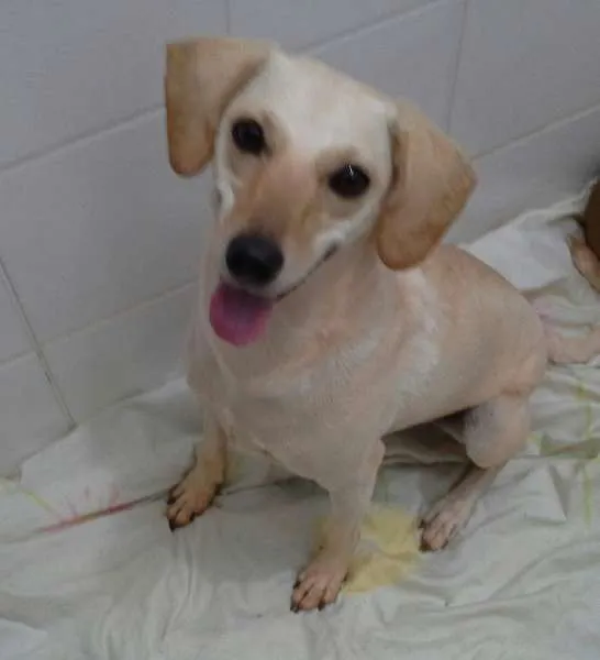 Cachorro ra a SRD idade  nome mina