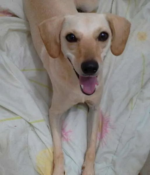 Cachorro ra a SRD idade  nome mina