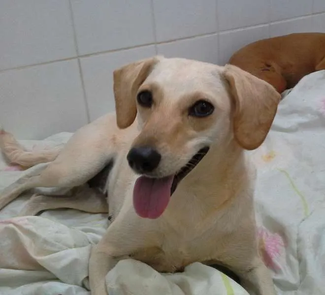 Cachorro ra a SRD idade  nome mina
