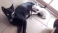 Lindos Siamêses 