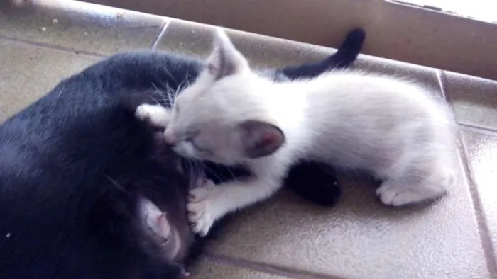 Gato ra a Siamês idade  nome Lindos Siamêses 