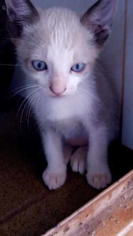 Gato ra a Siamês idade  nome Lindos Siamêses 