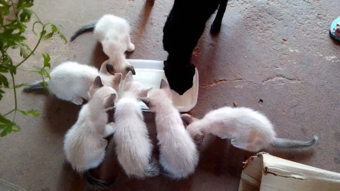 Gato ra a Siamês idade  nome Lindos Siamêses 