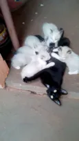Lindos Siamêses 