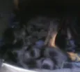 recen nascido