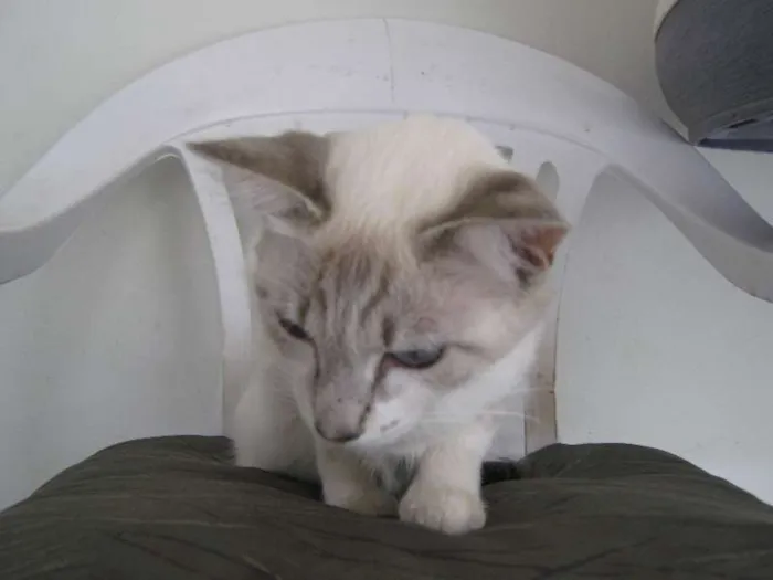 Gato raça Siamês Albino idade 7 a 11 meses nome Luna