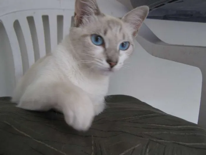 Gato raça Siamês Albino idade 7 a 11 meses nome Luna