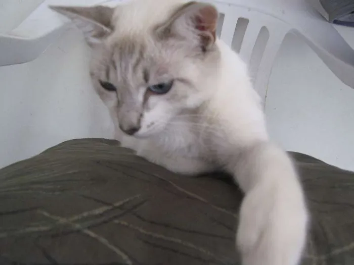 Gato raça Siamês Albino idade 7 a 11 meses nome Luna