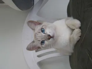 Gato raça Siamês Albino idade 7 a 11 meses nome Luna