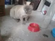 Cido