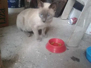 Gato raça Siames idade 7 a 11 meses nome Cido
