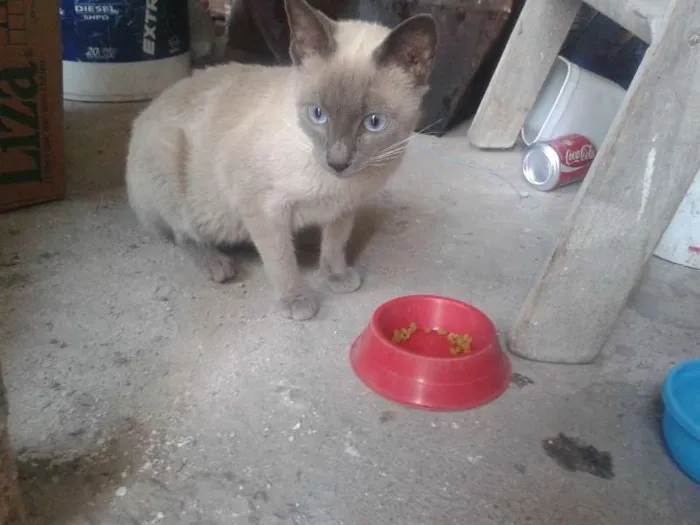 Gato ra a Siames idade 7 a 11 meses nome Cido