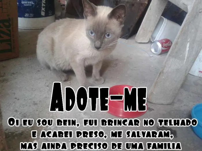 Gato ra a Siames idade 7 a 11 meses nome Cido