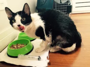 Gato raça SRD idade 2 anos nome Bixano