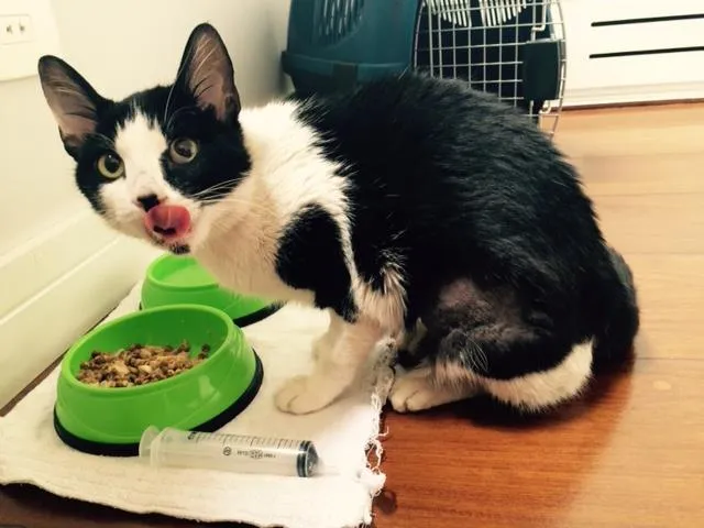 Gato ra a SRD idade 2 anos nome Bixano