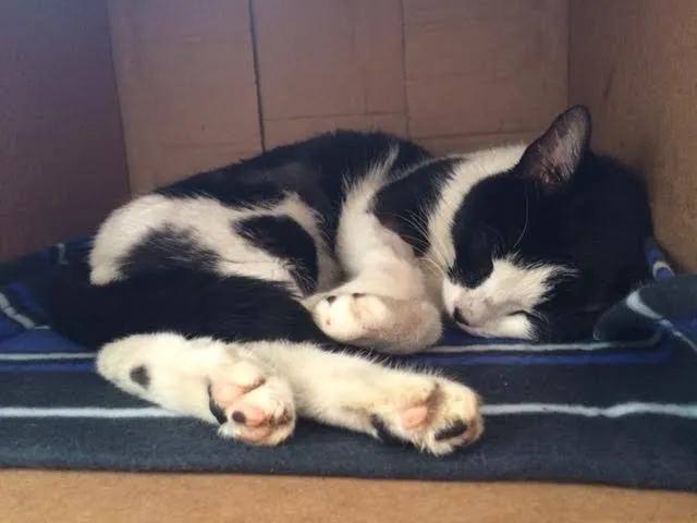 Gato ra a SRD idade 2 anos nome Bixano