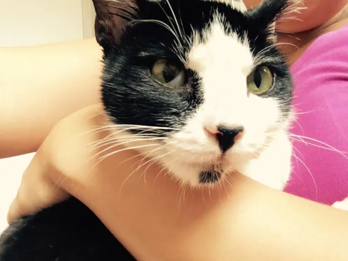 Gato ra a SRD idade 2 anos nome Bixano