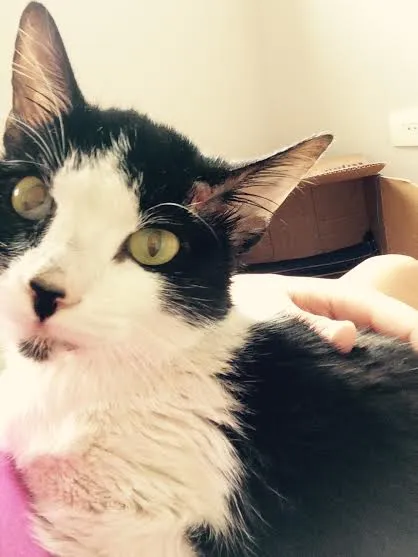 Gato ra a SRD idade 2 anos nome Bixano