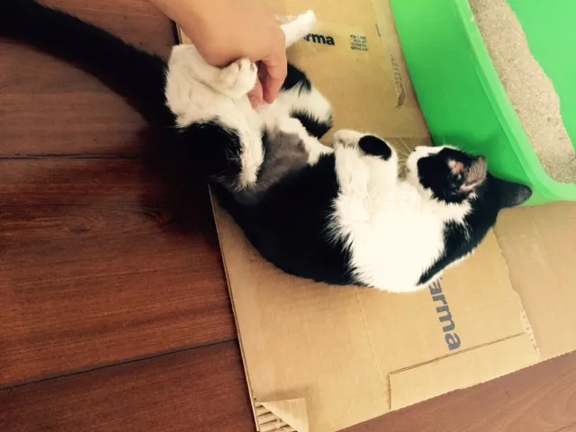 Gato ra a SRD idade 2 anos nome Bixano