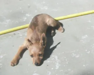 Cachorro raça NÃO DEFINIDA idade 2 a 6 meses nome BOMBOM