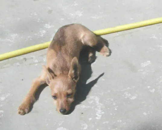 Cachorro ra a NÃO DEFINIDA idade 2 a 6 meses nome BOMBOM