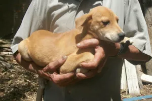 Cachorro raça NÃO DEFINIDA idade 2 a 6 meses nome JAMAICA