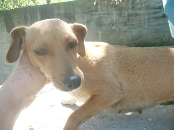 Cachorro ra a MIX PISNCHER idade 2 anos nome CASTANHA