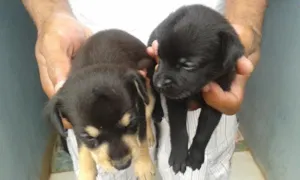 Cachorro raça Vira lata idade Abaixo de 2 meses nome vários cachorros