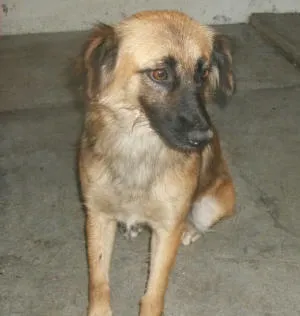Cachorro raça NÃO DEFINIDA idade 1 ano nome CHEROKY