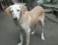 IGOR