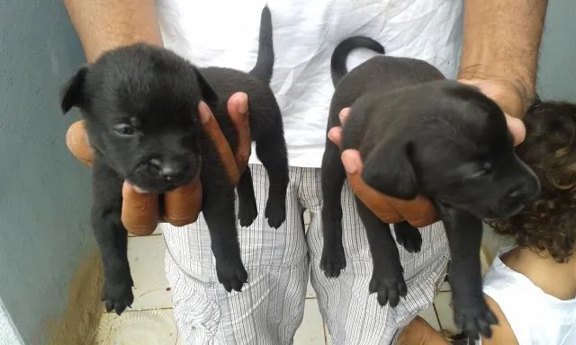 vários cachorros