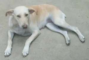 Cachorro raça MIX DE LABRADOR idade 3 anos nome VILMA