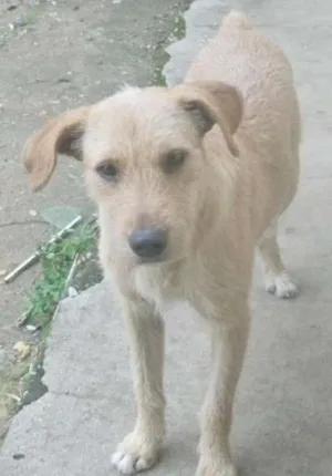 Cachorro raça NÃO DEFINIDA idade 2 anos nome THOR