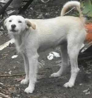 Cachorro raça NÃO DEFINIDA idade 2 anos nome MOLLY