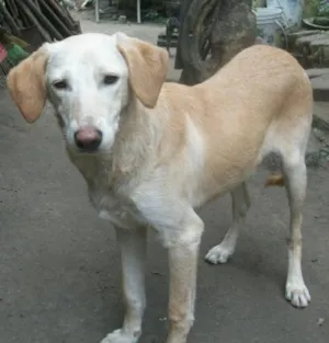 Cachorro raça MIX DE LABRADOR idade 2 anos nome IGOR